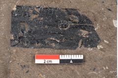 Foto (Detailansicht) von Araucaria sternbergii Goeppert (NHMW-GEO-2024-0188-8296)